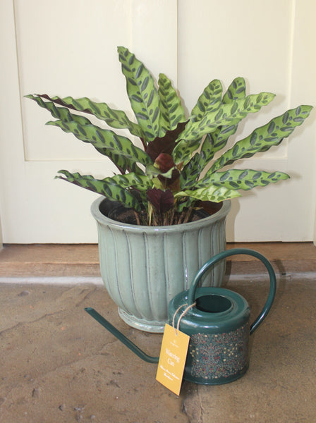 William Morris Blackthorn Watering Can